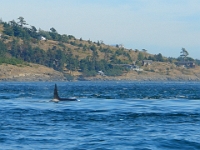 17036RoCrLeSh - Whale watching, Victoria.JPG